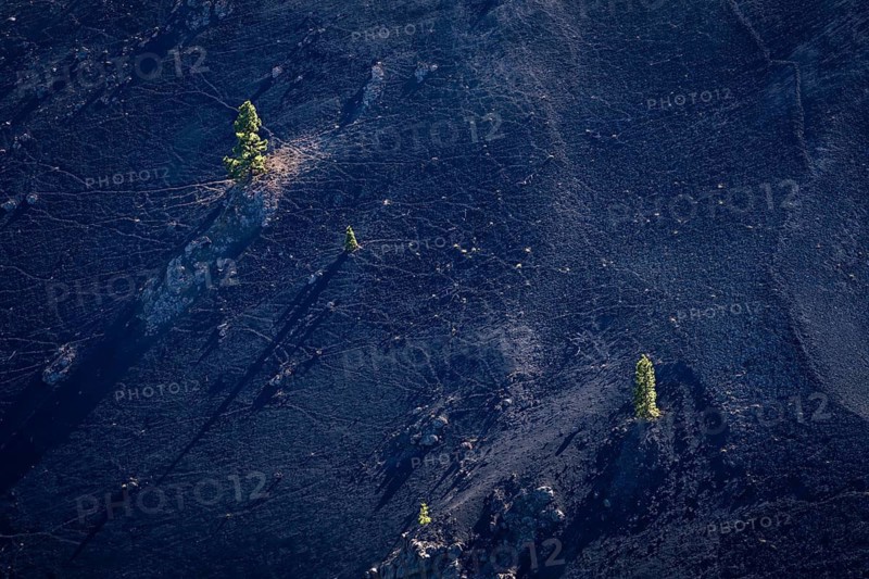 A few Canary Island pines (Pinus canariensis) on the slopes of the Duraznero volcano. Ruta de Los Volcanes, La Palma, Canary Islands, Spain