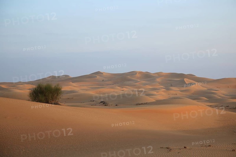 Wide desert landscape with softly lit sand dunes and scattered bushes, desert with sand dunes, Dubai, United Arab Emirates, Middle East