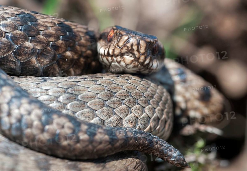 European adder, European viper, venomous snake, vipera berus, critters, female, poisonous reptilia, reptilia, snakes, snakes, female