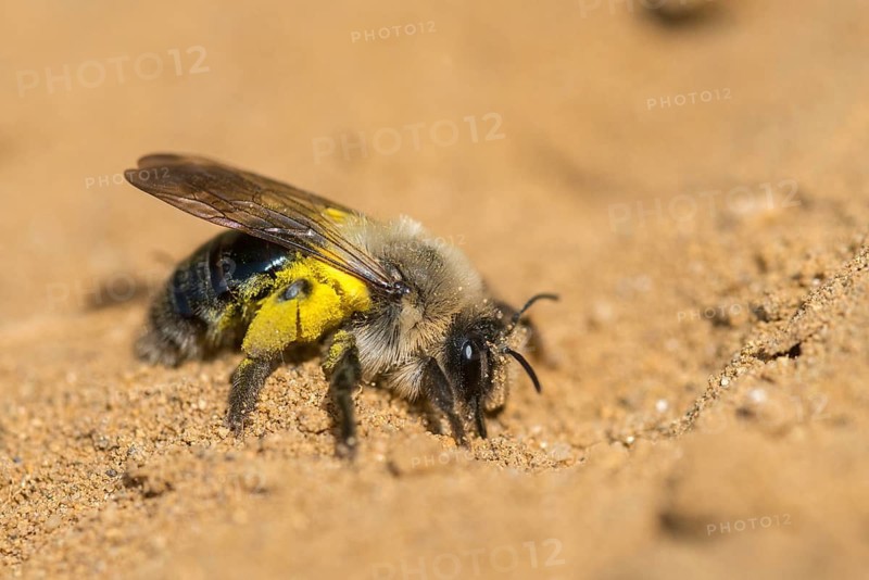 Andrena cf. vaga, andrena vaga, andrenidae, floodplain sand bee, grey-backed mining bee, grey-backed mining bee, hymenoptera, sand bee, willow sand bee, insects, wild bees