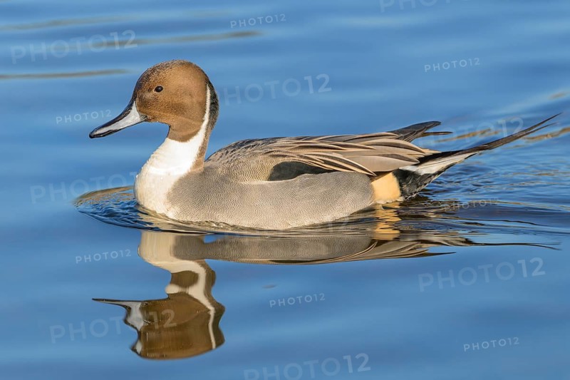 Northern Pintail, (Anas acuta), Burnaby Lake Regional Park, Burnaby, British Columbia, Canada