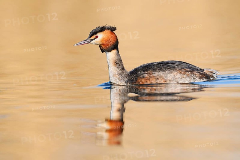 Great Crested Grebe (Podiceps cristatus), swimming, North Rhine-Westphalia, Germany