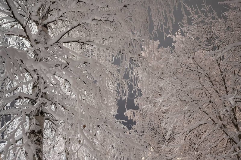 Snowy birch trees, Gällivare, Norrbotten, Lapland, Sweden, December 2023