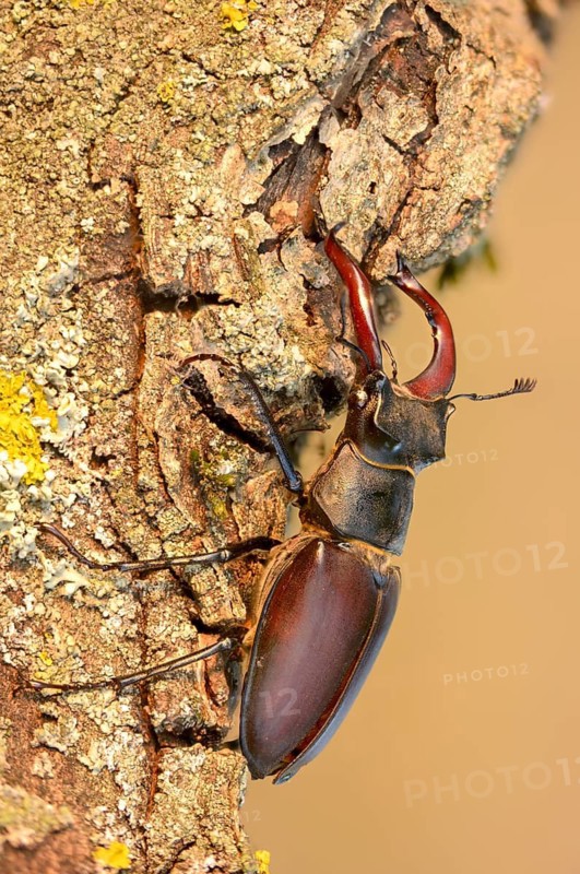 Thundergugi, firecracker, stag beetle, hornschröter, Lucanus cervus, Schröter, Beetle, Coleoptera, high size, portrait format, insects, beetles, male, stag beetle