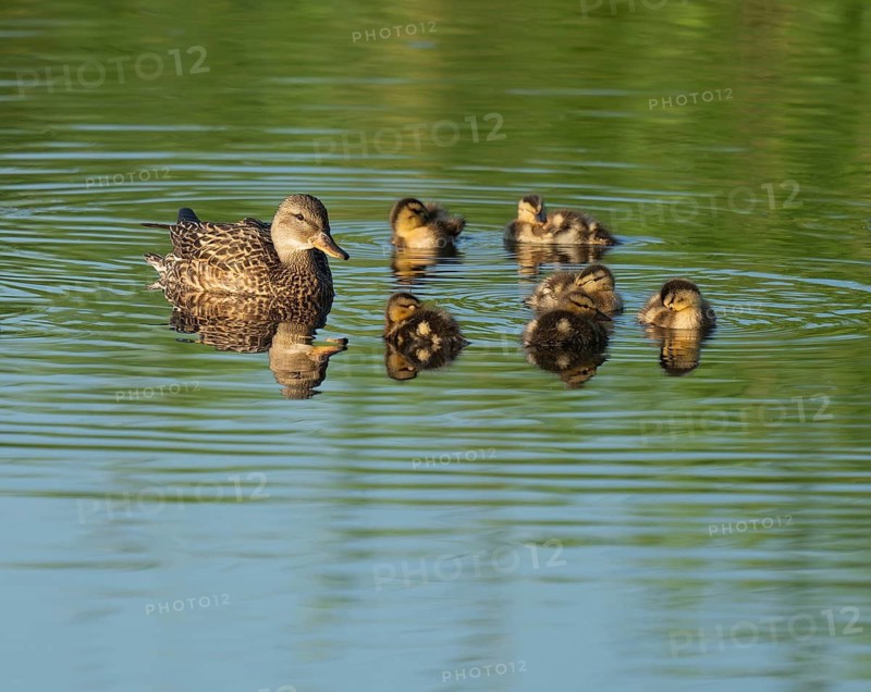 Mallard (Anas platyrhynchos) female and young birds swimming on a lake, blue water, Lower Saxony, Germany