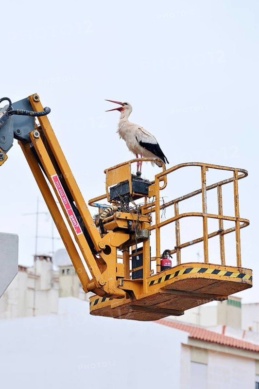 White stork (Ciconia ciconia) standing on the lifting platform of a construction crane, Silves, Algarve, Portugal