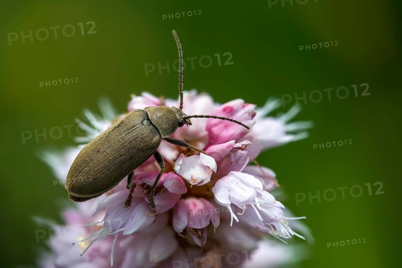 Hairy soft-bog beetle, dascillidae, dascillus cervinus, soft-bog beetle, orchid beetle, beetle, coleoptera, insects, beetles