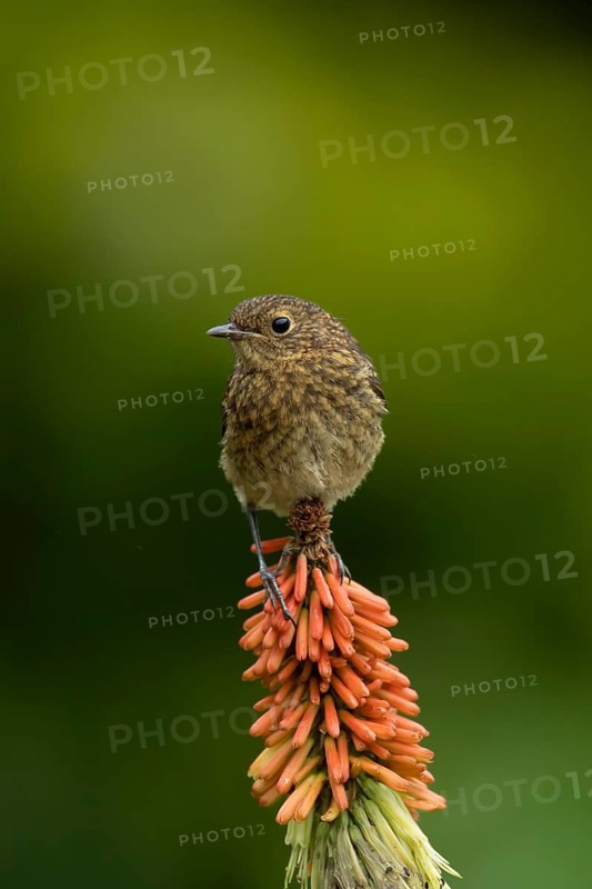 European robin (Erithacus rubecula) juvenile garden bird on a Red hot poker flower in summer, England, United Kingdom