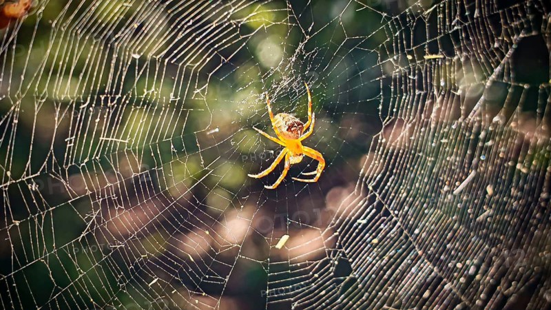 An orange garden orb-weaver (Araneus diadematus) in a spider's web against a blurred background, Obermaintal, Upper Franconia