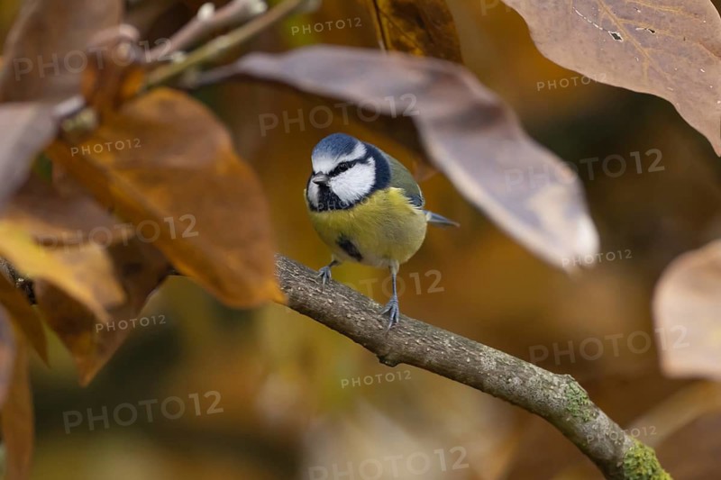 Blue tit (Cyanistes caeruleus) adult garden bird in a magnolia tree with autumn colour leaves, England, United Kingdom