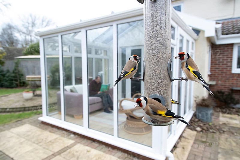 European goldfinch (Carduelis carduelis) three adult garden birds feeding on sunflower seed hearts from a bird feeder in an urban garden with a house in the background, England, United Kingdom