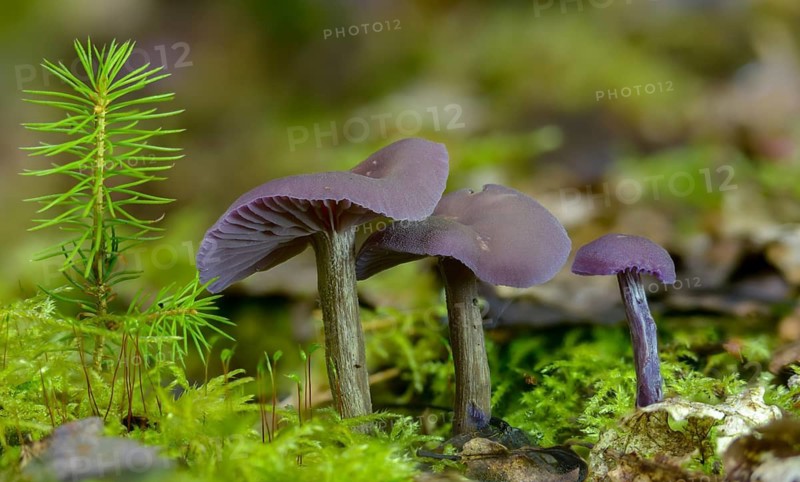 Amethyst deceiver, blue lacquer funnel, laccaria amethystea, purple lacquer mushroom, purple lacquer funnel, fungi, fungi, mushrooms