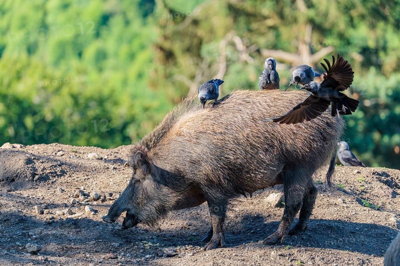 Three western jackdaws (Coloeus monedula) sit on the back of a female wild boar (Sus scrofa) on a sunny day. Bavaria, Germany
