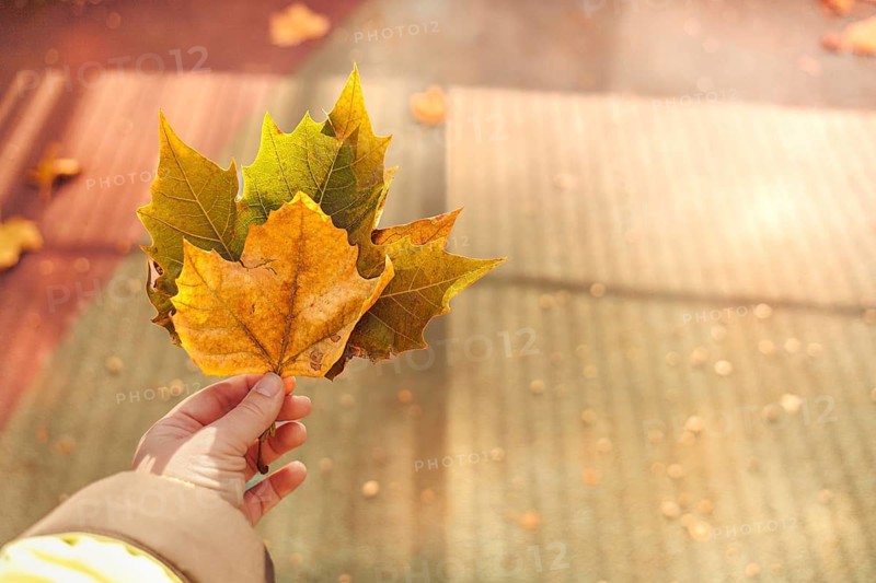 A hand holding autumn leaves illuminated by warm sunlight, creating an autumnal atmosphere