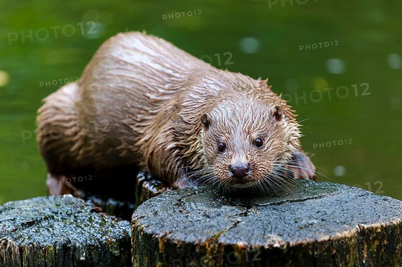 European otter (Lutra lutra), Germany: An otter lies relaxed on tree trunks in the water