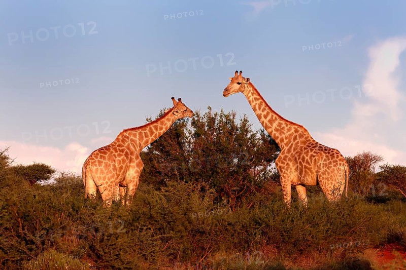 Cape giraffe (Giraffa camelopardalis giraffa), adult, two, foraging, feeding, Mokala National Park, Northern Cape, South Africa
