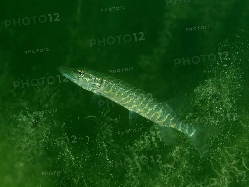 A young pike (Esox lucius) swims underwater through algae, Baumgärtli diving spot, Lake Zug, Lake Immen, Canton of Schwyz, Switzerland