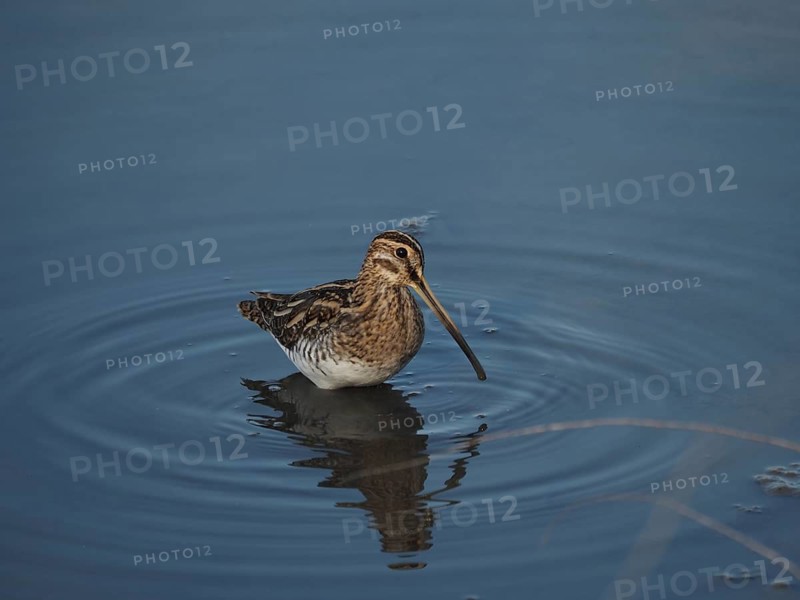 A common snipe (Gallinago gallinago) stands in the still blue water, its reflection visible, Camargue, Provence, France