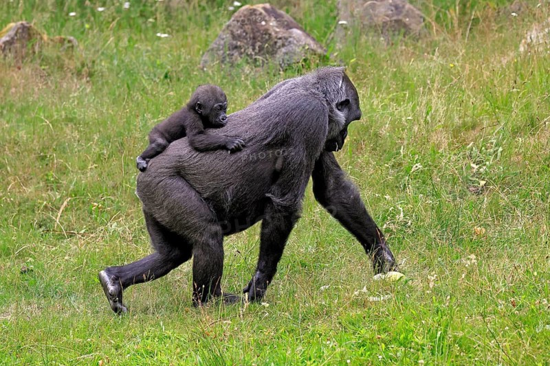 Western gorilla (Gorilla gorilla), adult, female, mother, carrying, infant, on her back, foraging, walking