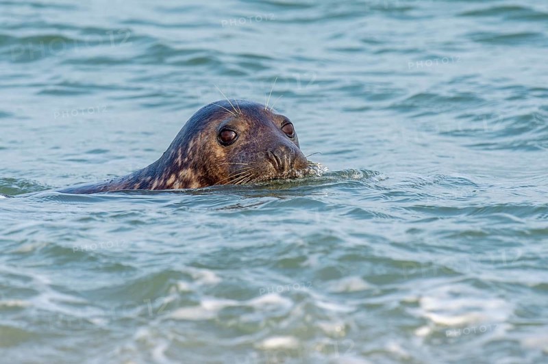 Grey seal (Halichoerus grypus), North Sea, Heligoland, Schleswig-Holstein, Germany