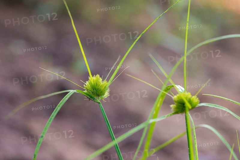 Bohemian sedge, carex bohemica, carex cyperoides, cyperaceae, sour grasses, cyprus grass harrow, flora, plants, sedges