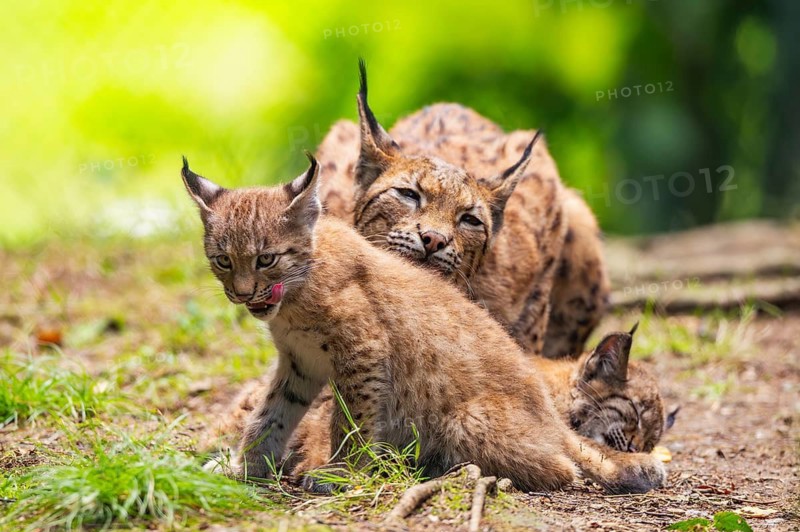 Eurasian lynx (Lynx lynx) mother with her youngsters (cubs) in a forest, Bavaria, Germany