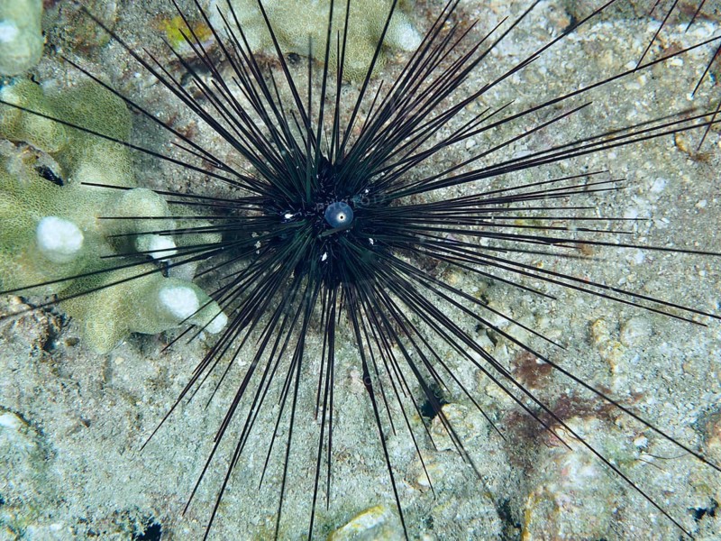 Sea urchin with symmetrical spines, the diadem sea urchin (Diadema setosum), on a sandy seabed, Pidada dive site, Penyapangan, Bali, Indonesia