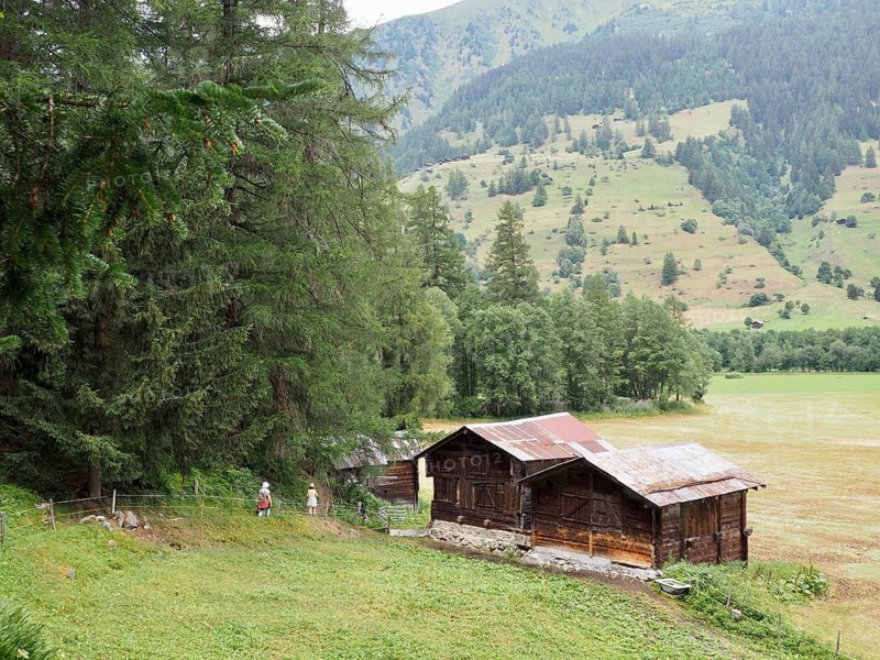 Alpine huts rest on the edge of the forest, surrounded by meadows and rural peace with mountain views, Waldweg, Goms, Canton of Valais, Switzerland