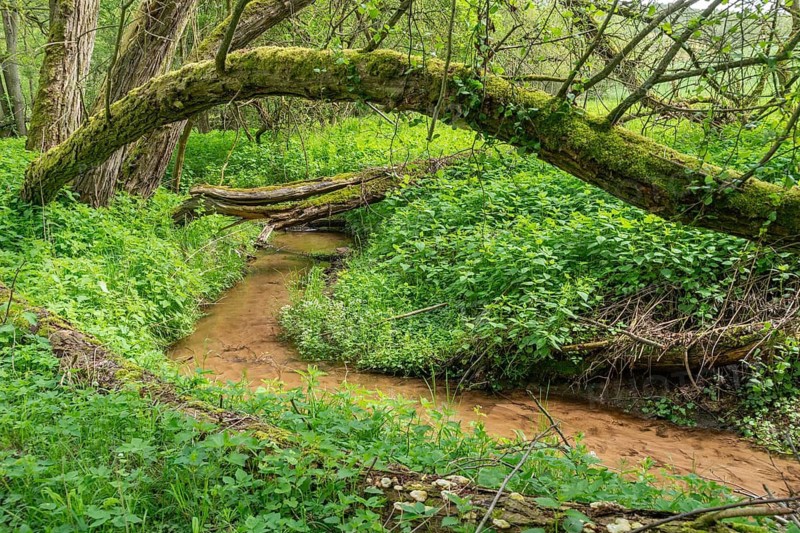 Germany, Greiz, Hegebachtal, Hundhaupten, Thuringia, Thuringia, riparian forest, stream, brook, flowing water, spring, landscape, spring