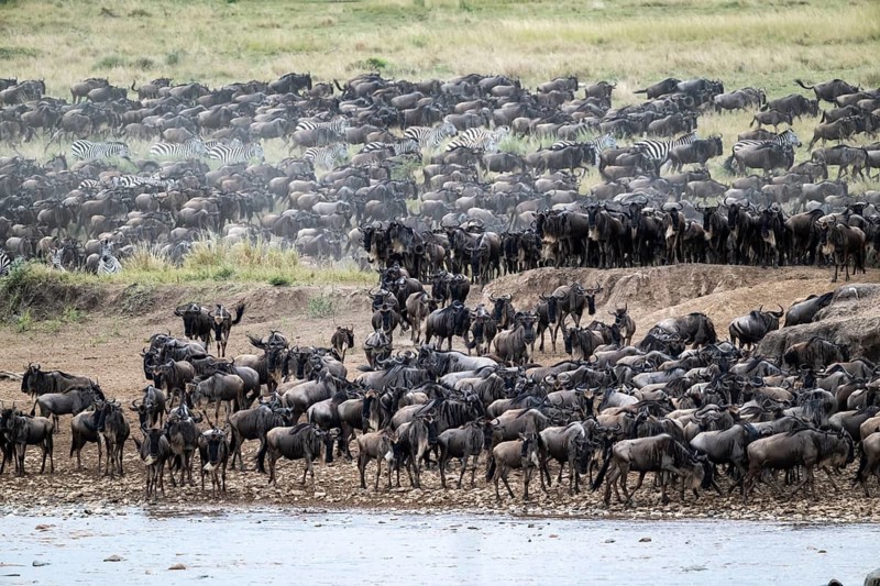 The Great Migration, huge herds of wildebeest (Connochaetes taurinus) on the Mara River, Serengeti, Tanzania