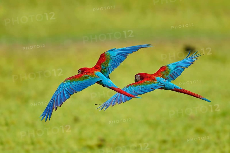 Two colourful parrots fly side by side over a green landscape: the green-winged macaw, or dark-red macaw (Ara chloroptera), Pantanal, Mato Grosso, Brazil