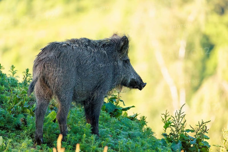 A female wild boar (Sus scrofa) stands on a mound in a green clearing on a sunny morning. Bavaria, Germany