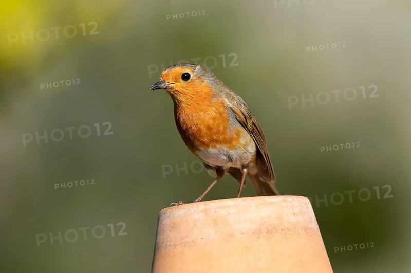 European robin (Erithacus rubecula) adult garden bird on a plant pot, England, United Kingdom