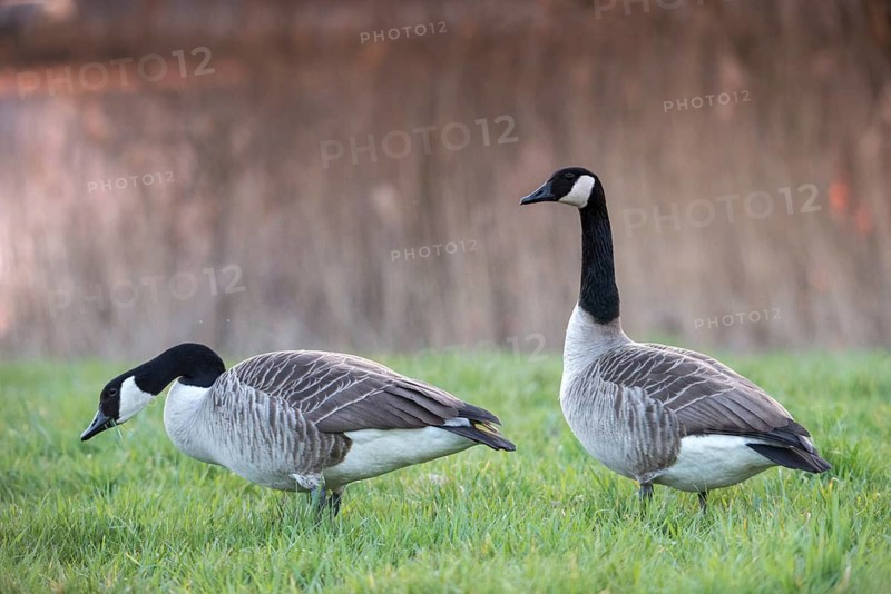 Branta canadensis, Canada goose, Canada goose, anatidae, birds, duckbirds, goose, geese, birds, waterbirds, waterbirds