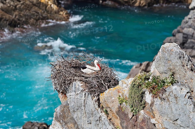 A white stork (Ciconia ciconia) is sitting on a nest on the rocky coast, Parque Natural do Sudoeste Alentejano e Costa Vicentina, Alentejo, Portugal