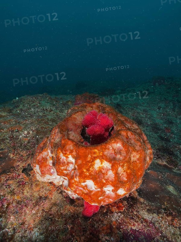 Red-tinged vase sponge (Haplosclerida), a marine sponge, with a vibrant structure of corals on the seabed, Aliwal Shoal dive site, Umkomaas, KwaZulu-Natal, South Africa