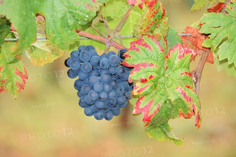Grapes on the vine, Pinot Noir or Pinot Noir grape variety, Alsace, Grand Est, France