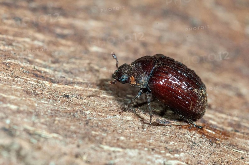 Aesalus scarabaeoides, black-brown short rotter, beetle, coleoptera, insects, beetles