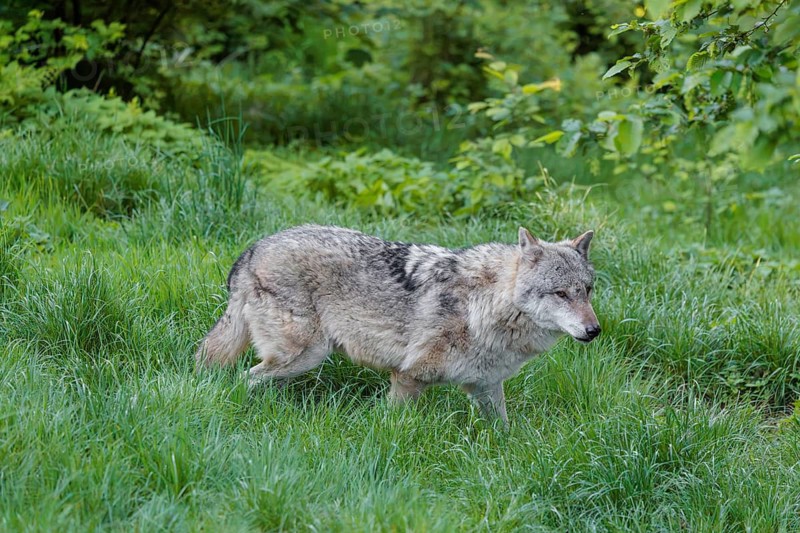 A Eurasian gray wolf (Canis lupus lupus) runs across a green meadow at the edge of the forest on a sunny day. Transylvania, Romania