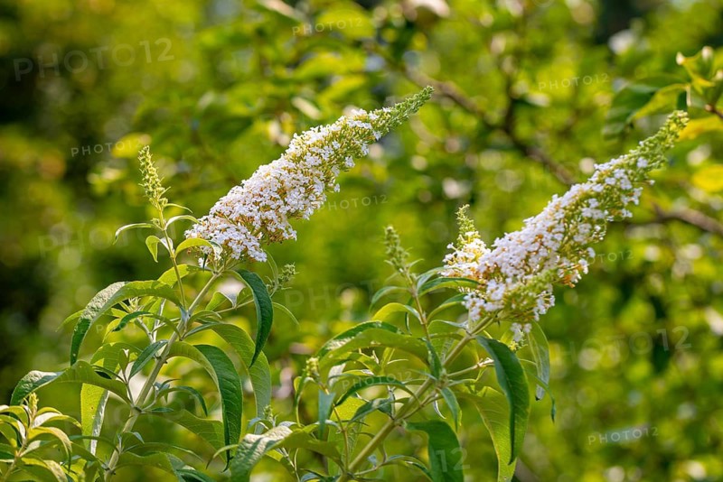 Inflorescence of the white buddleia (Buddleja) surrounded by lush green foliage in the sunshine, Ternitz, Lower Austria, Austria