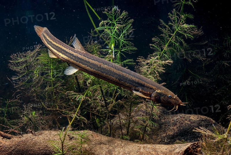 European Weather Loach, Misgurnus Fossilis, Pond Loach, Schlammpeitzger, FFH, Fish, Fish, Pisces, Weatherfish
