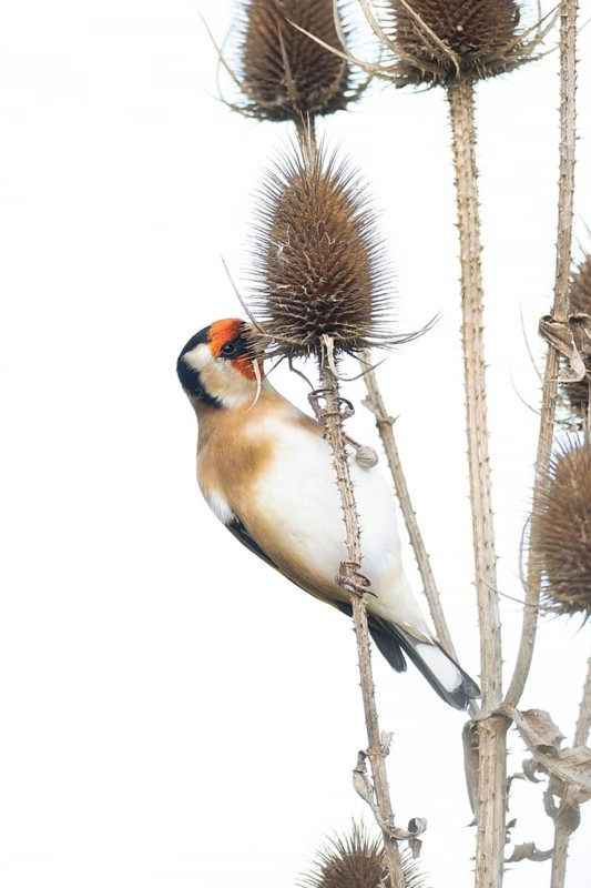 European goldfinch (Carduelis carduelis) adult bird eating seeds from a Teasel plant seedhead, England, United Kingdom