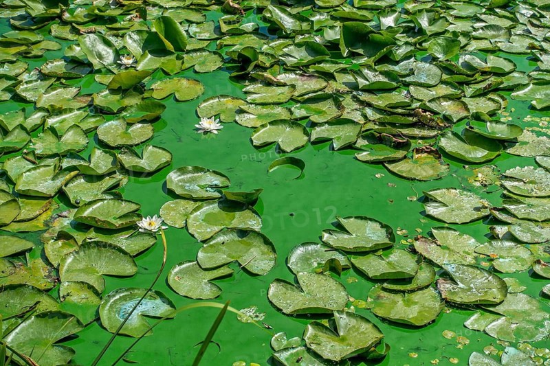 Waterlillies in lake contaminated with aquatic cyanobacteria, blue-green algae blooming on water surface during heatwave in summer