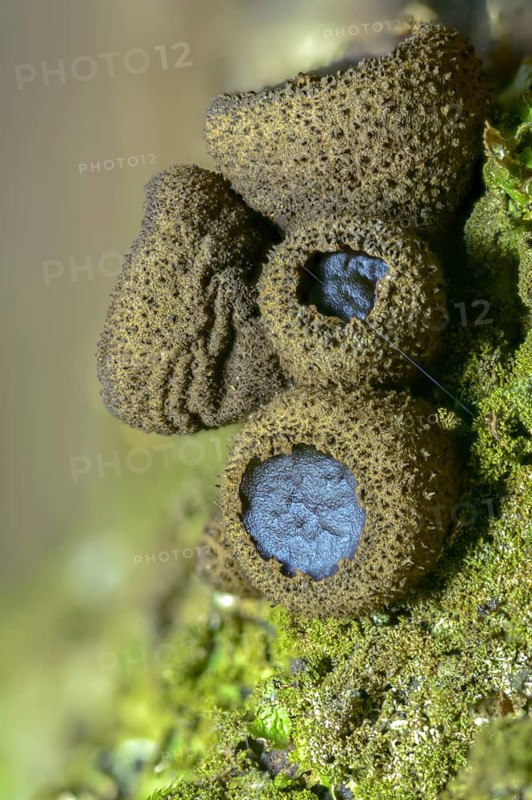 Black stud fungus, blood lava cup, Bulgaria inquinans, sequential decomposer, common dirt cup, lava cup, reddish dirt cup, dirt cup, fungi, fungus, high size, portrait format, mushrooms
