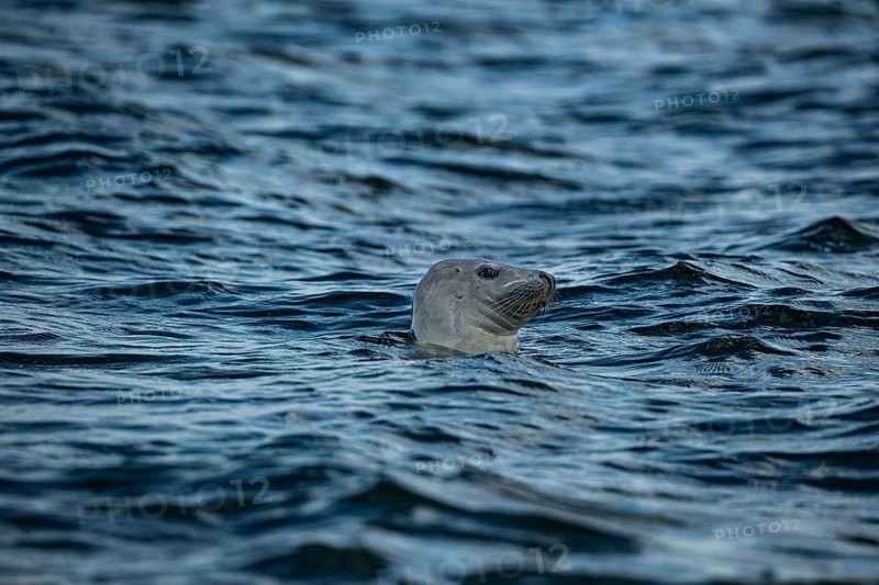 A seal is seen sideways in the blue sea, close-up of a grey seal looking out of the water, Denmark