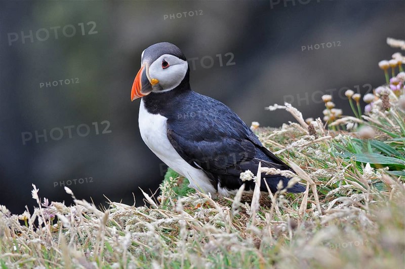 A puffin (Fratercula arctica) stands on grassy cliffs against a blurred background, Shetland, Shetland Islands, Scotland, Great Britain