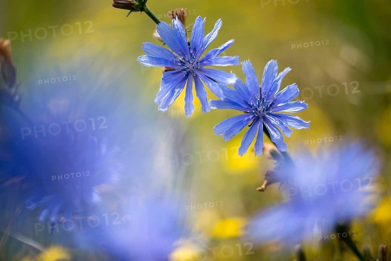 Asteraceae, cichorium intybus, common chicory, common chicory, daisy, chicory, flora, plants, plants