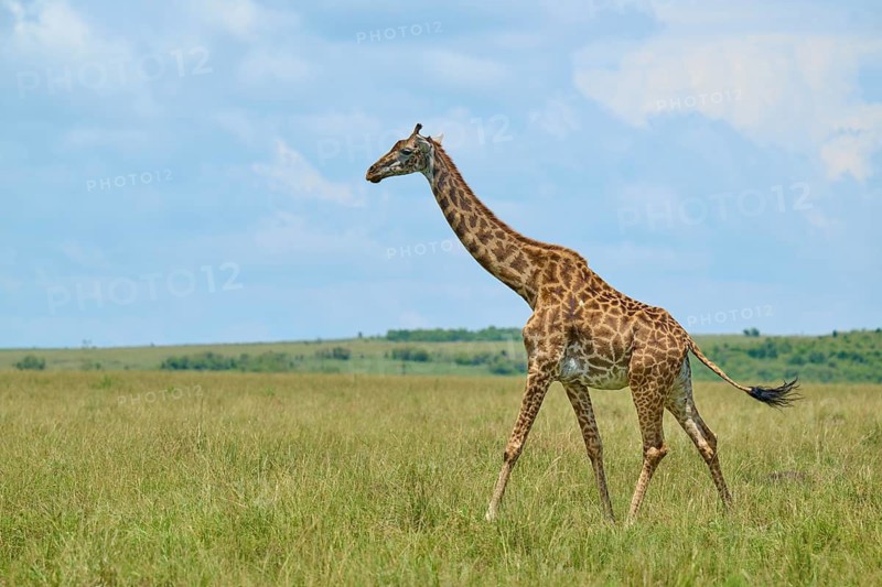 A giraffe moves across the savannah beneath a blue sky, Masai giraffe (Giraffa camelopardalis), Masai Mara National Reserve, Narok County, Kenya