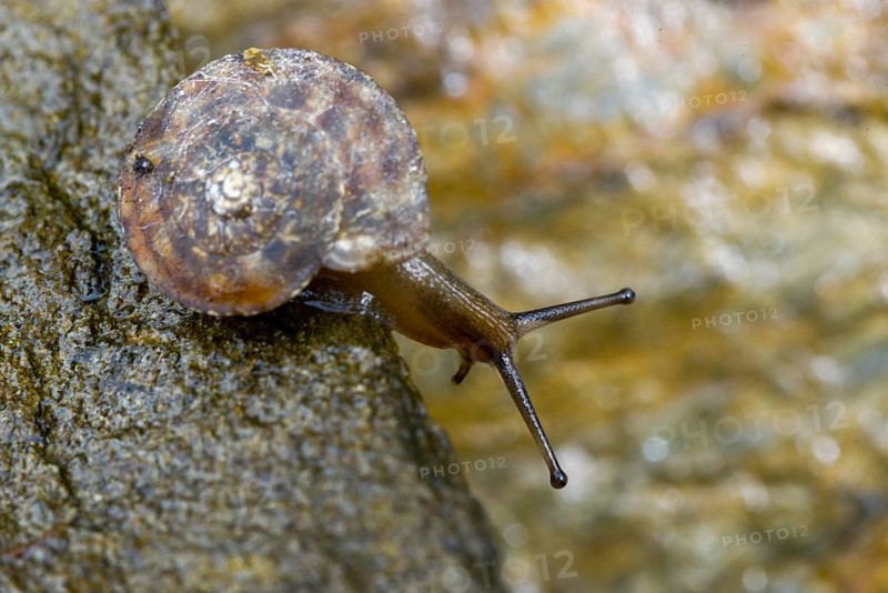 Helicigona lapicida, lapidary snail, rock picker, rock cutting snail, gastropod, mollusca, snails, molluscs