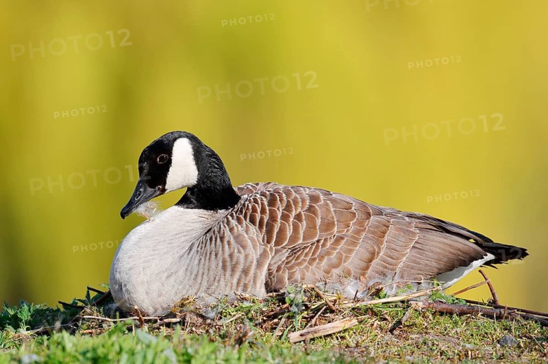 Canada goose (Branta canadensis) sitting brooding on the nest, North Rhine-Westphalia, Germany